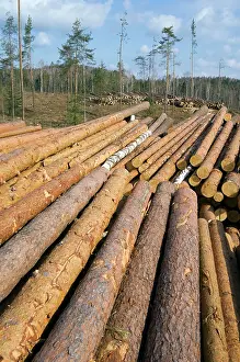Stacked: Stacked Pine Logs - left on a logging site for