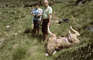 Killed: Staff of bear tracking and dead calf Pyrenees France