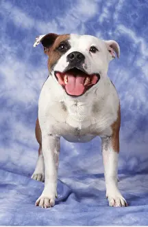Staffordshire: Staffordshire Bull Terrier Dog