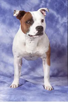 Smooth: Staffordshire Bull Terrier Dog