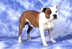 Smooth: Staffordshire Bull Terrier Dog
