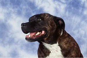 Smooth: Staffordshire Bull Terrier Dog - close-up of head