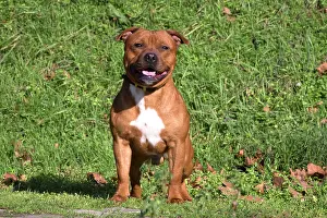 210220: Staffordshire Bull Terrier dog outdoors