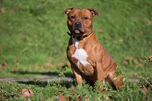 210220: Staffordshire Bull Terrier dog outdoors
