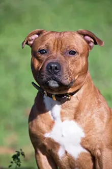 210220: Staffordshire Bull Terrier dog outdoors