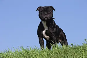 210220: Staffordshire Bull Terrier dog outdoors