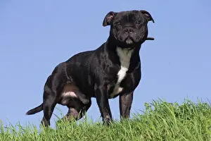 210220: Staffordshire Bull Terrier dog outdoors
