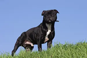 210220: Staffordshire Bull Terrier dog outdoors