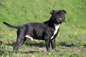 210220: Staffordshire Bull Terrier dog outdoors