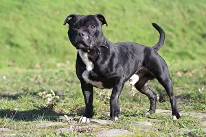 210220: Staffordshire Bull Terrier dog outdoors