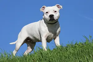 210220: Staffordshire Bull Terrier dog outdoors