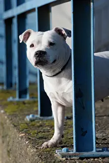 210220: Staffordshire Bull Terrier dog outdoors