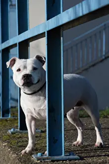 210220: Staffordshire Bull Terrier dog outdoors