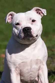 210220: Staffordshire Bull Terrier dog outdoors