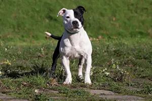210220: Staffordshire Bull Terrier dog outdoors