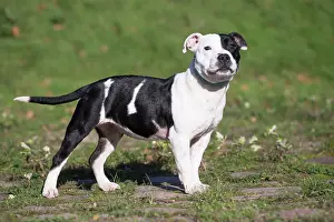 210220: Staffordshire Bull Terrier dog outdoors