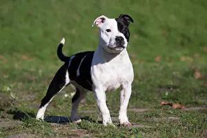 210220: Staffordshire Bull Terrier dog outdoors