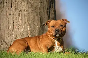 210220: Staffordshire Bull Terrier dog outdoors