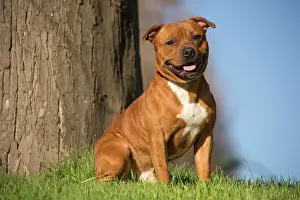 210220: Staffordshire Bull Terrier dog outdoors