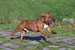 210220: Staffordshire Bull Terrier dog running outdoors