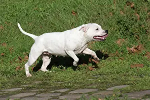 210220: Staffordshire Bull Terrier dog running outdoors