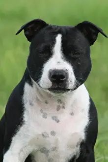 Staffordshire: Staffordshire Bull Terrier female, portrait Staffordshire