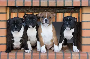 Bricks: Staffordshire Bull Terrier puppies outdoors