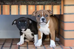 Peeking: Staffordshire Bull Terrier puppies outdoors