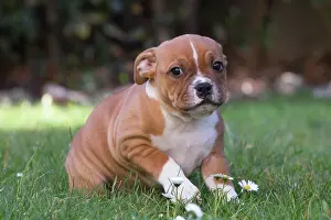 210220: Staffordshire Bull Terrier puppy outdoors