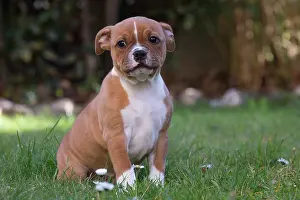 210220: Staffordshire Bull Terrier puppy outdoors