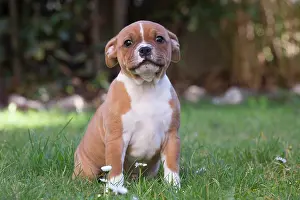 210220: Staffordshire Bull Terrier puppy outdoors
