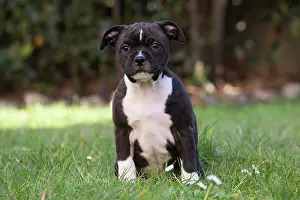 210220: Staffordshire Bull Terrier puppy outdoors
