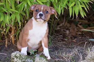 210220: Staffordshire Bull Terrier puppy outdoors