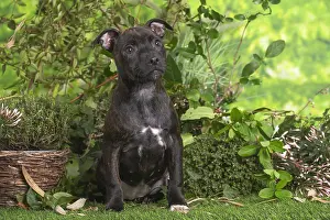 Staffordshire: Staffordshire Bull Terrier puppy outdoors in the garden