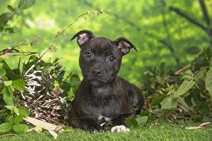 Staffordshire: Staffordshire Bull Terrier puppy outdoors in the garden