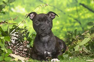 Staffordshire: Staffordshire Bull Terrier puppy outdoors in the garden