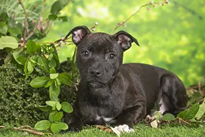 Staffordshire: Staffordshire Bull Terrier puppy outdoors in the garden
