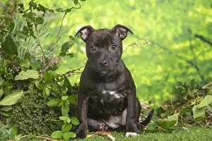 Staffordshire: Staffordshire Bull Terrier puppy outdoors in the garden