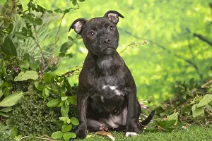 Staffordshire: Staffordshire Bull Terrier puppy outdoors in the garden