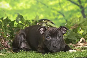 Staffordshire: Staffordshire Bull Terrier puppy outdoors in the garden