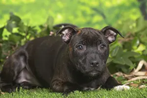 Staffordshire: Staffordshire Bull Terrier puppy outdoors in the garden