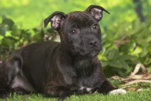 Staffordshire: Staffordshire Bull Terrier puppy outdoors in the garden