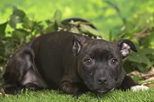 Staffordshire: Staffordshire Bull Terrier puppy outdoors in the garden