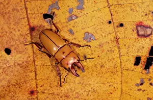 Beeltes: STAG BEETLE