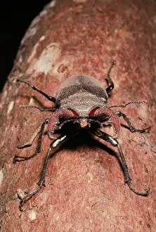 Beeltes: STAG BEETLE