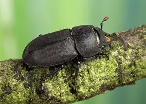 Dorcus: Stag Beetle