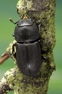 Dorcus: Stag Beetle