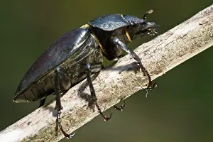 Lucanus: Stag Beetle
