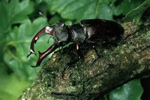Mandibles: Stag Beetle