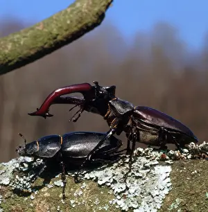 Mandibles: Stag Beetle